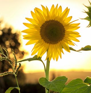 Sunflower during Sunset